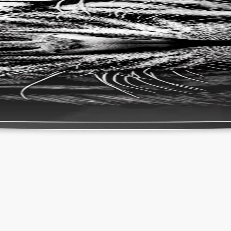 tijger-aanval-attack-loaff-tiger-zwart-wit-dieren-portret