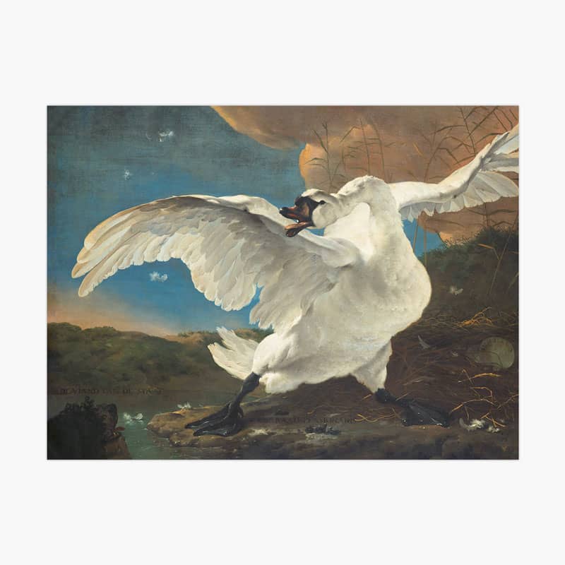 de-bedreigde-zwaan-canvas-canvasdoek-doek-gespannen-textiel-houten-frame-muur-decoratie-wanddecoratie